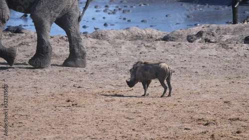 Warthog with an injured leg around a waterhole with elephants at Khaudum National Park, Namibia photo