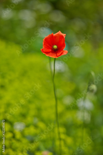 mohn blüte