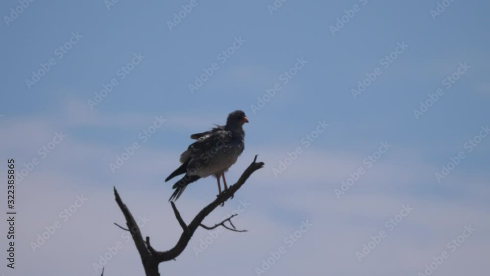 Pale chanting goshawk in a tree at Nkasa Rupara National Park in Namibia Pale chanting goshawk in a tree at Nkasa Rupara National Park in Namibia