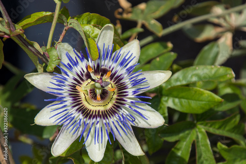 Passionsblume - Passiflora