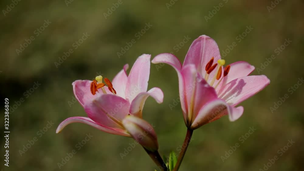 Pink lily flowers in the garden. Bokeh macro shot Pink lily flowers in the garden. Bokeh macro shot