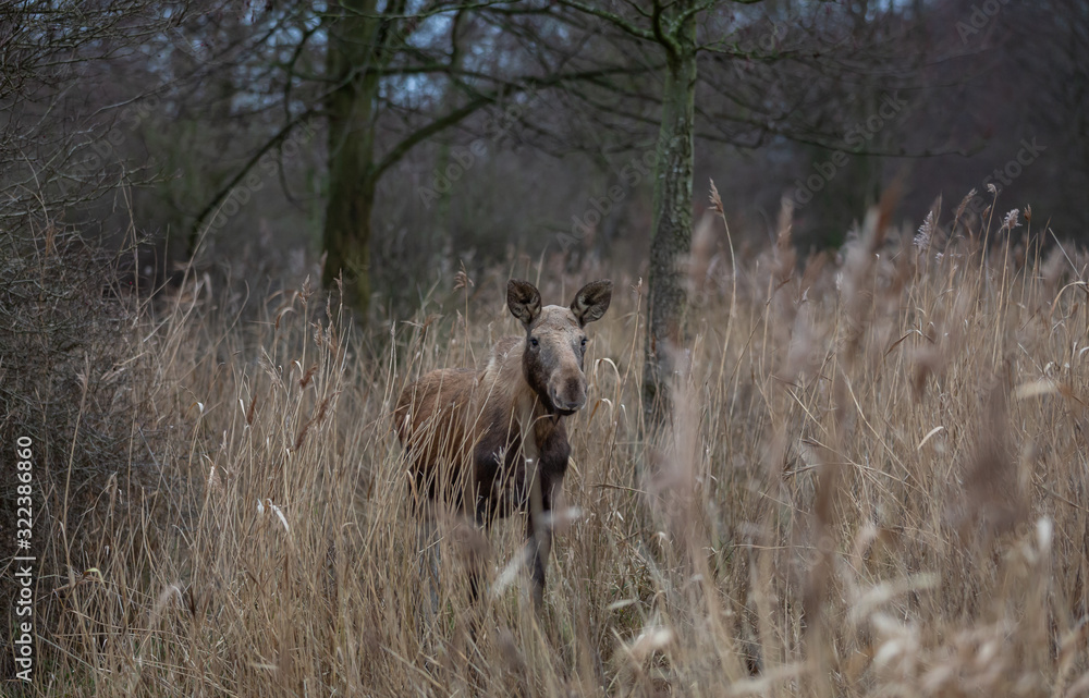 Moose animal in the field Moose animal in the field