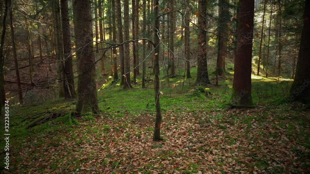 Ascending and following young and naked beech tree surrounded with fallen leaves in beautiful sunny forest. Ascending and following young and naked beech tree surrounded with fallen leaves in beautiful sunny forest.