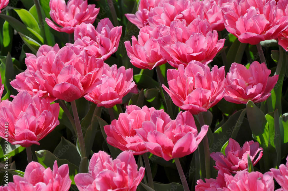 Fototapeta premium Pink tulips in the garden close-up