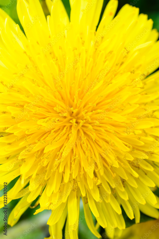 Dandelion close up. Dandelion plant with a fluffy yellow bud. Macro Photo of the yellow flower growing in the ground. The springtime. Dandelion close up. Dandelion plant with a fluffy yellow bud. Macro Photo of the yellow flower growing in the ground. The springtime.