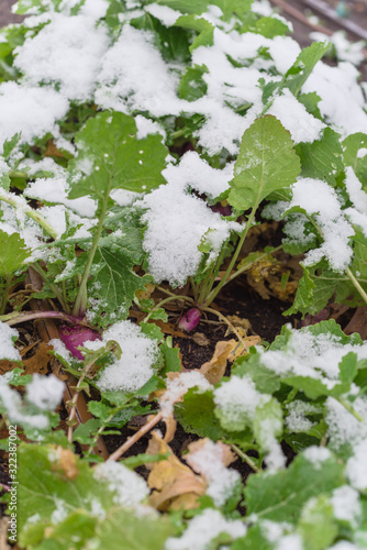 Shallow DOF healthy leaves of rutabaga plant with purple root freezing in winter time in Texas, USA
