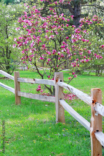 Beautiful sunny day in spring forest nature background. Scenic view with pink color magnolia tree behind wooden fence in forest. Midwest USA, Wisconsin. Vertical composition.