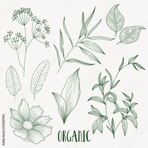 Plant nature hand drawn set. Collection botanical element.	