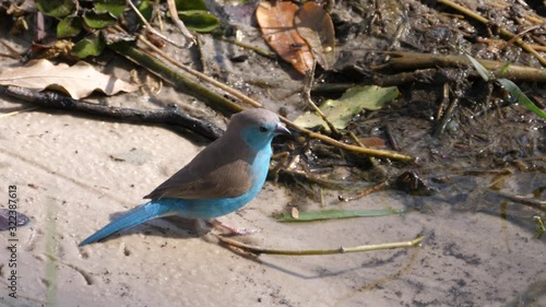 Blue Waxbill eating seeds and flies away photo