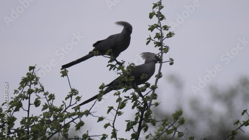 Two grey go-away-birds in a tree at Naye-Naye Concession Area in Namibia photo