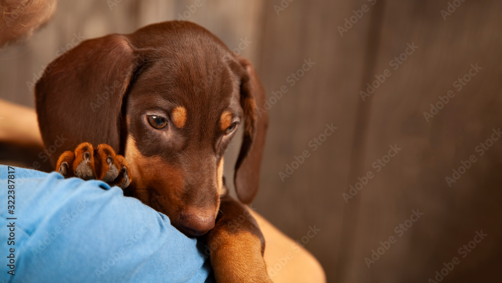 dog puppy breed dachshund on hand of a boy, teenager and his pet dog puppy breed dachshund on hand of a boy, teenager and his pet