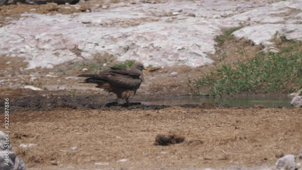Tawny eagle drinking from a waterhole Tawny eagle drinking from a waterhole