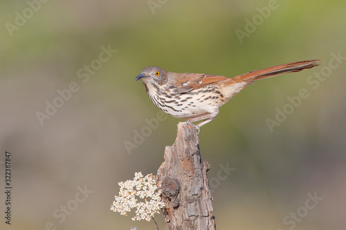 Long-billed thrasher (Toxostoma longirostre) perched, South Texas, USA