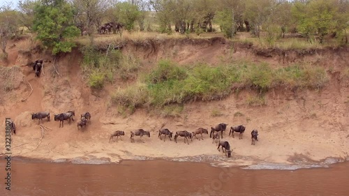 Wildebeest gather in confusion at muddy Mara River crossing, Kenya photo