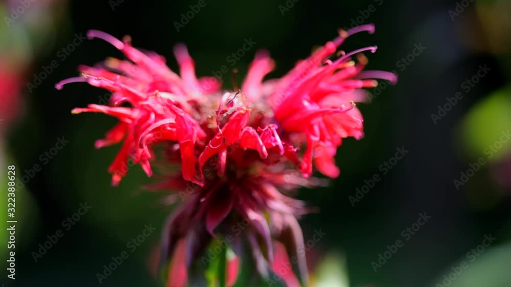 Red flowers in the garden. Beautiful multicoloured composition. Natural lighting.