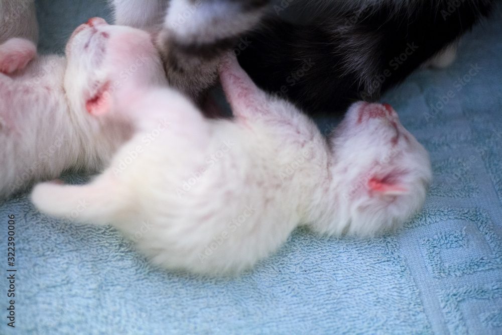 Cat and kitten hug and sleep in compassion Cat and kitten hug and sleep in compassion