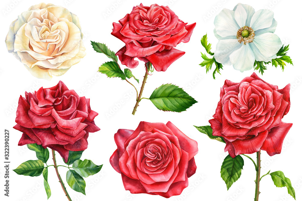 set of flowers, roses, anemones on an isolated white background, watercolor flowers, botanical illustration