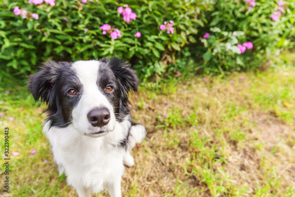 Outdoor portrait of cute smilling puppy border collie sitting on grass flower background. New lovely member of family little dog gazing and waiting for reward. Pet care and funny animals life concept. Outdoor portrait of cute smilling puppy border collie sitting on grass flower background. New lovely member of family little dog gazing and waiting for reward. Pet care and funny animals life concept.