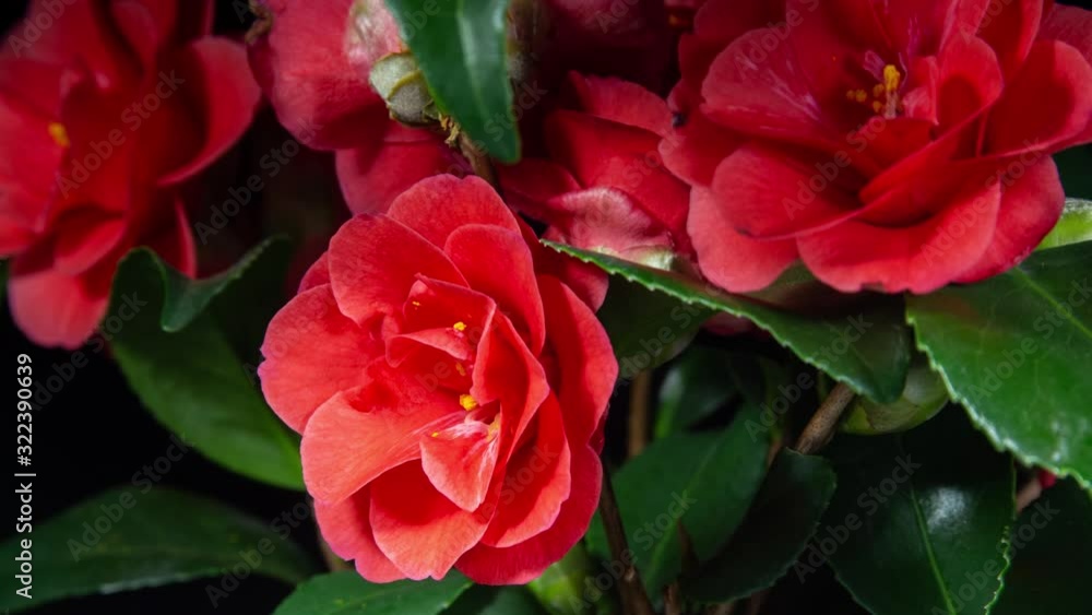 Camellia Red Flower Blooming in Time Lapse on a Black Background. Plant Opens Blossom. Variety Cambelli Camellia Red Flower Blooming in Time Lapse on a Black Background. Plant Opens Blossom. Variety Cambelli