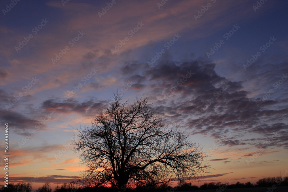 silhouette of a tree at sunset in Kansas out in the country.
