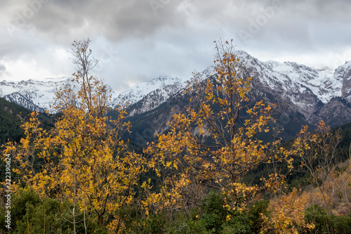Snow-capped mountains in winter and sycamore trees with yellow leaves in aovercast day (Greece, Peloponnese).