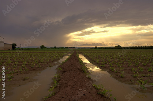 Huerta Valenciana en catarroja valencia Espa  a.