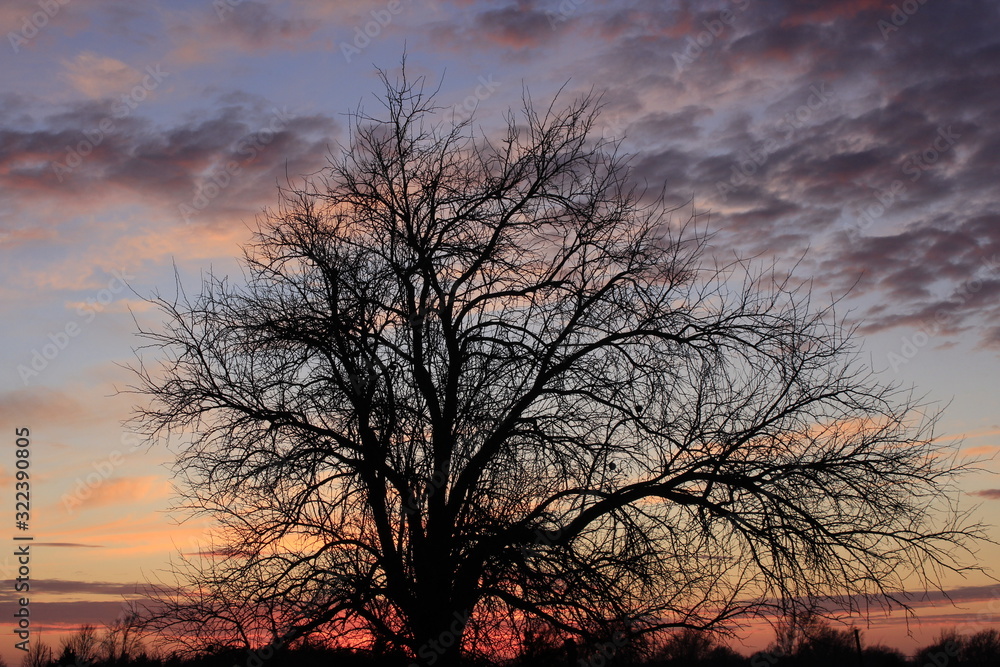silhouette of a tree at sunset out in the country in Kansas.