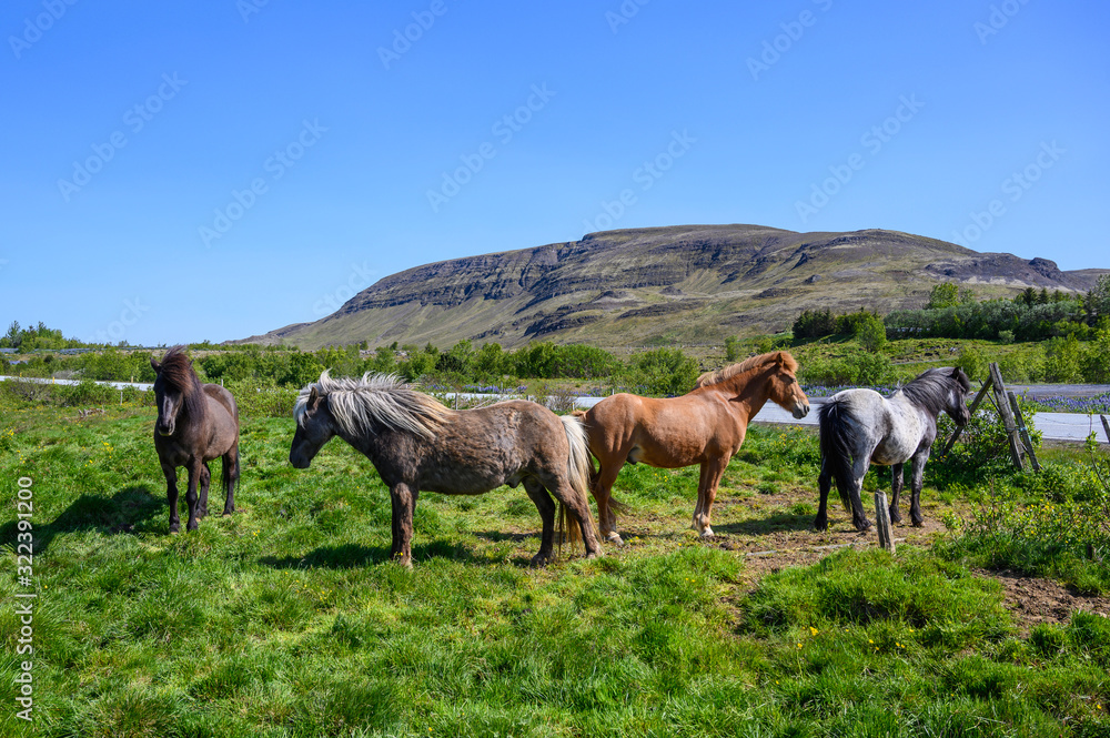 Beautiful icelandic horses on grazing in sunny day