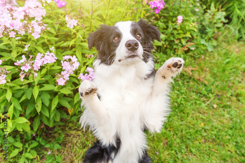 Outdoor portrait of cute smilling puppy border collie sitting on grass flower background. New lovely member of family little dog jumping and waiting for reward. Pet care and funny animals life concept