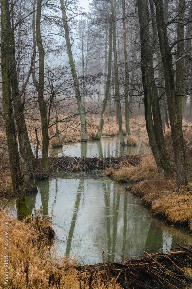 Misty marshes, swamps, forest.
Medium and wide plans in an autumn climate. Autumn in the park, strong colors, strong contrasts. Misty marshes, swamps, forest.
Medium and wide plans in an autumn climate. Autumn in the park, strong colors, strong contrasts.