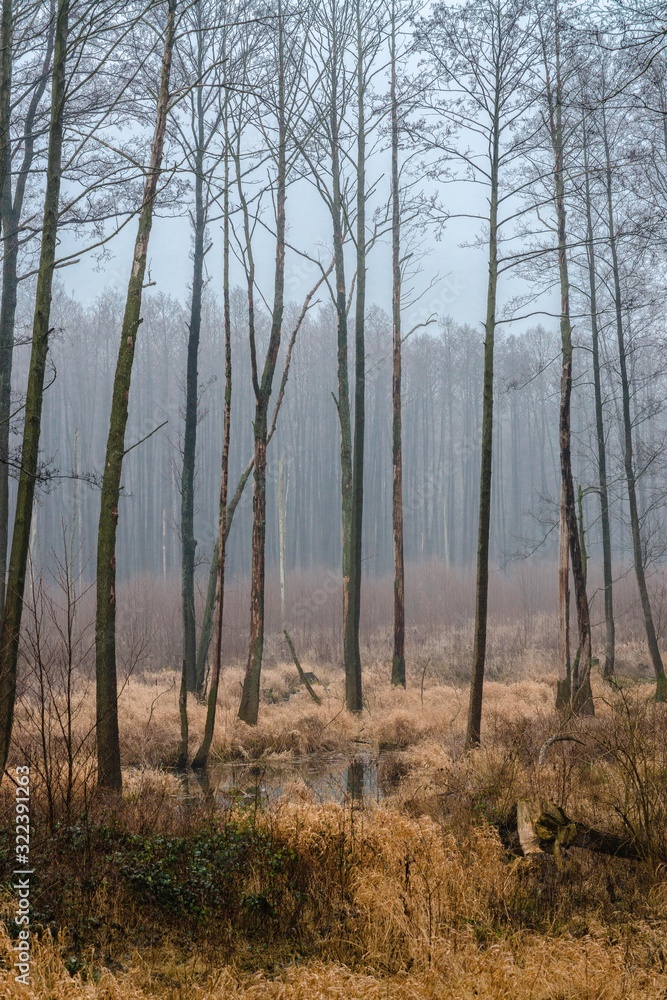Misty marshes, swamps, forest.
Medium and wide plans in an autumn climate. Autumn in the park, strong colors, strong contrasts. Misty marshes, swamps, forest.
Medium and wide plans in an autumn climate. Autumn in the park, strong colors, strong contrasts.
