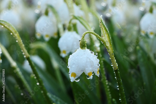 Spring blurred floral background with drops and bokeh, Birth of a new life. Snowdrops run in the sun, selective focus, screen saver