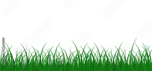 Grass meadow border vector pattern. Green color. Spring or summer plant. Grass background. White background. Vector