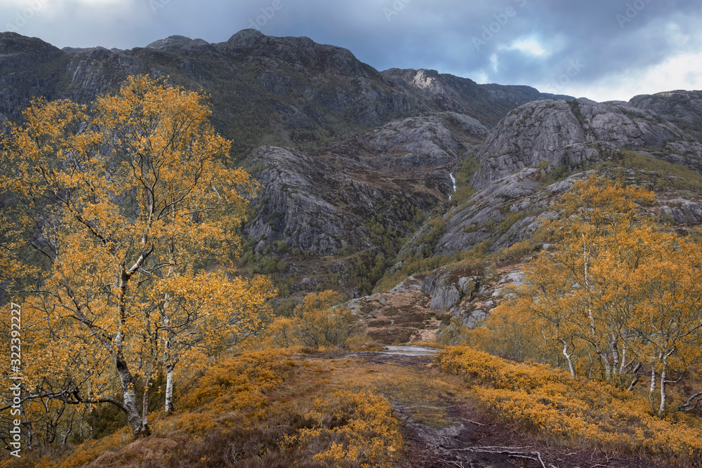 Mountain autumn landscape in norway.Grove of young birch trees with yellow leaves