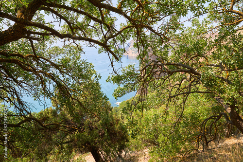 Sea bay from a height through the branches of trees. Nature reserve on the Black Sea. Cape Fiolent, Crimea Peninsula