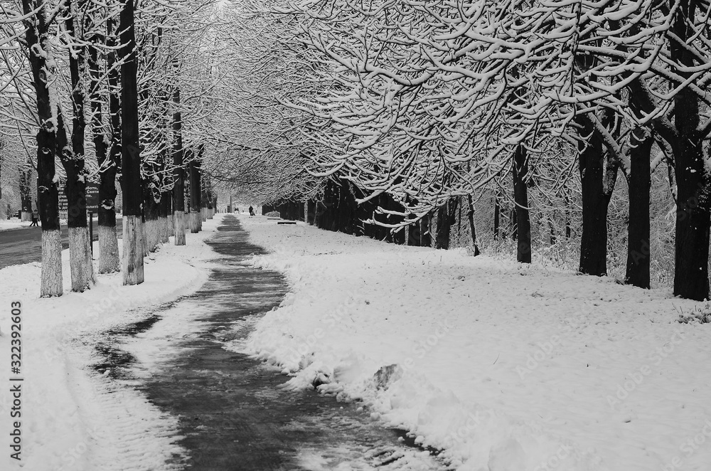 snow landscape winter.