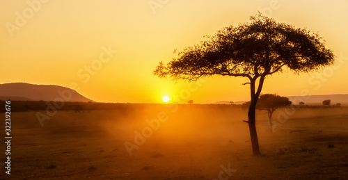 African sunset with acacia tree in Masai Mara  Kenya. Savannah background in Africa. Typical landscape in Kenya.