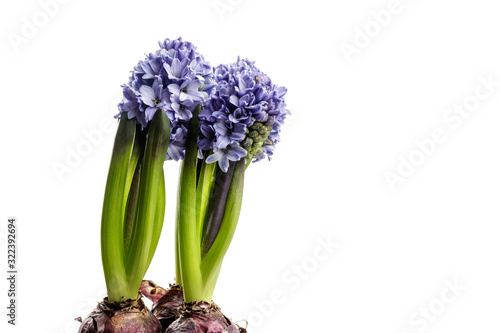 Hyacinth on white.