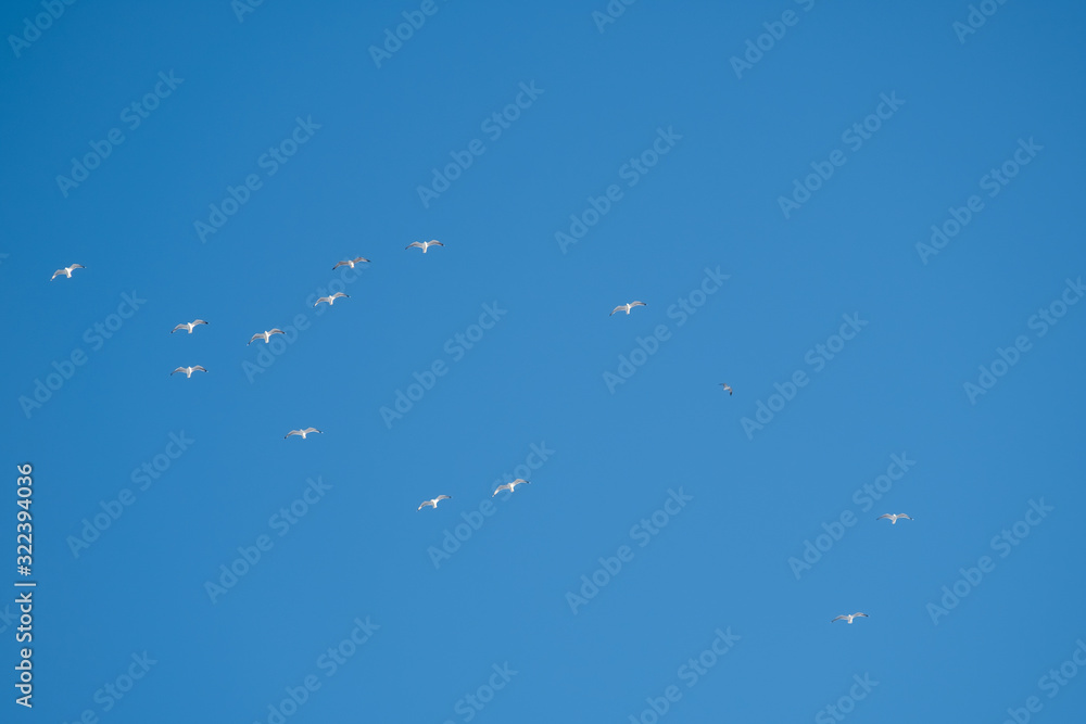 White birds on a background of blue sky. Seagulls in the coast. A clear, cloudless sky. Day, cold, sunny. White birds on a background of blue sky. Seagulls in the coast. A clear, cloudless sky. Day, cold, sunny.