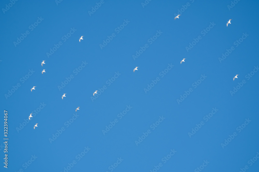 White birds on a background of blue sky. Seagulls in the coast. A clear, cloudless sky. Day, cold, sunny. White birds on a background of blue sky. Seagulls in the coast. A clear, cloudless sky. Day, cold, sunny.