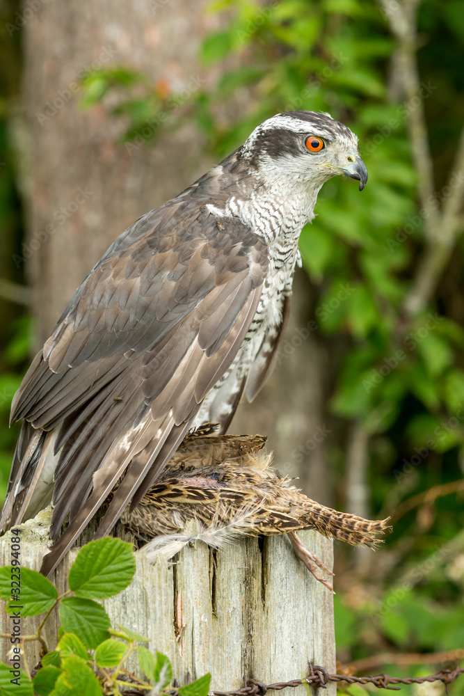 Northern Goshawk, (Scientific name: Accipiter gentilis) on female pheasant. Bright orange eye. Vertical, portrait. Northern Goshawk, (Scientific name: Accipiter gentilis) on female pheasant. Bright orange eye. Vertical, portrait.