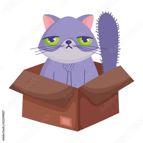 sad face cat sitting in cardboard box abandoned pets