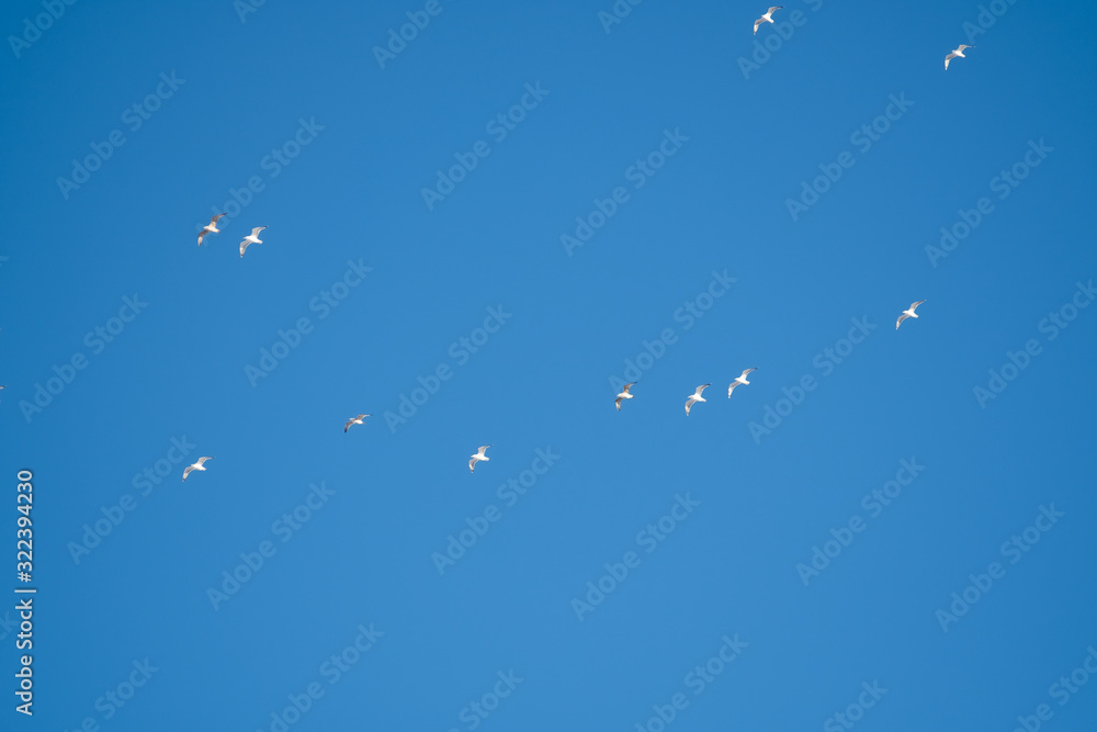 White birds on a background of blue sky. Seagulls in the coast. A clear, cloudless sky. Day, cold, sunny. White birds on a background of blue sky. Seagulls in the coast. A clear, cloudless sky. Day, cold, sunny.