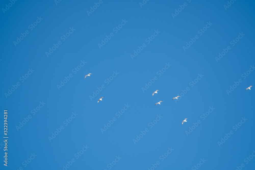 White birds on a background of blue sky. Seagulls in the coast. A clear, cloudless sky. Day, cold, sunny.