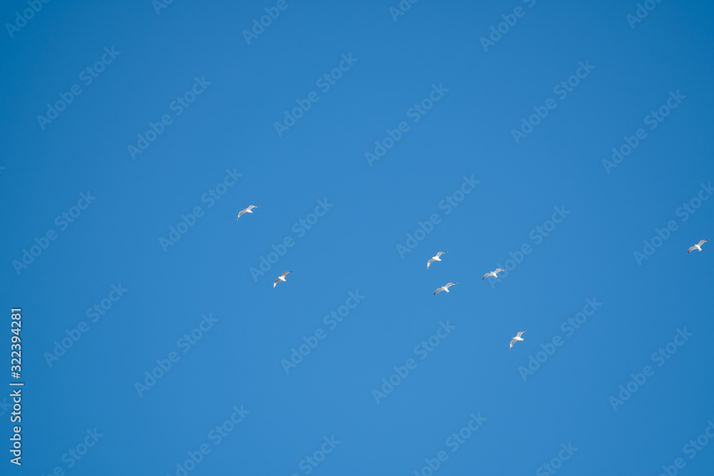 White birds on a background of blue sky. Seagulls in the coast. A clear, cloudless sky. Day, cold, sunny. White birds on a background of blue sky. Seagulls in the coast. A clear, cloudless sky. Day, cold, sunny.