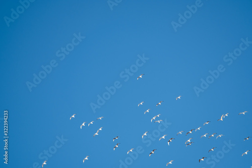 White birds on a background of blue sky. Seagulls in the coast. A clear, cloudless sky. Day, cold, sunny.