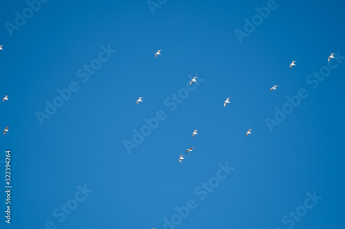 White birds on a background of blue sky. Seagulls in the coast. A clear  cloudless sky. Day  cold  sunny.