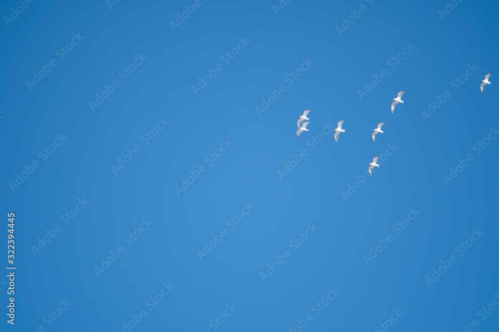 White birds on a background of blue sky. Seagulls in the coast. A clear, cloudless sky. Day, cold, sunny. White birds on a background of blue sky. Seagulls in the coast. A clear, cloudless sky. Day, cold, sunny.