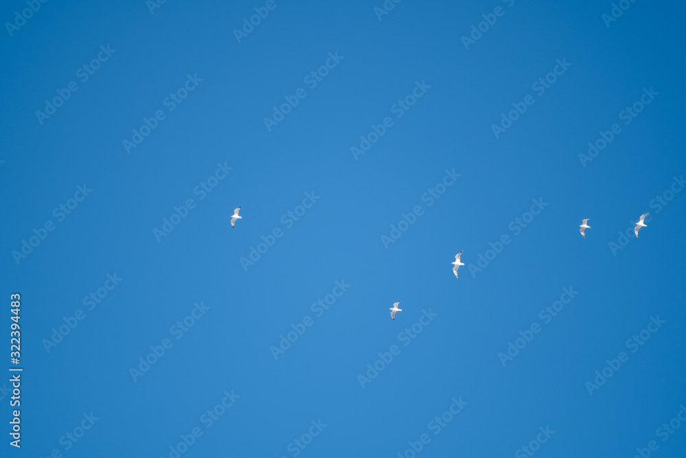 White birds on a background of blue sky. Seagulls in the coast. A clear, cloudless sky. Day, cold, sunny. White birds on a background of blue sky. Seagulls in the coast. A clear, cloudless sky. Day, cold, sunny.
