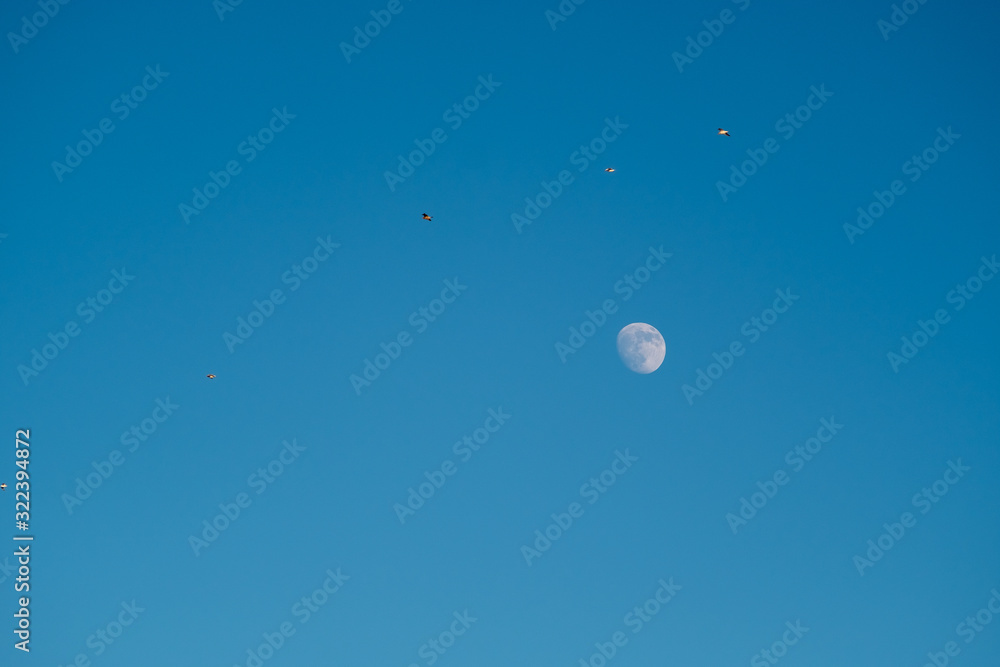 White moon against the blue sky. Full moon in the afternoon. Satellite of the planet earth. Blue skies on a frosty winter day. White moon against the blue sky. Full moon in the afternoon. Satellite of the planet earth. Blue skies on a frosty winter day.